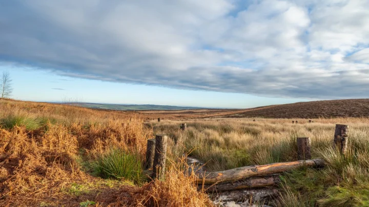 One Year on Ilkley Moor: A Moorland Restoration Story