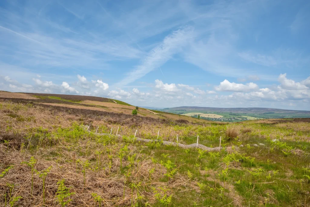 Ilkley Moor